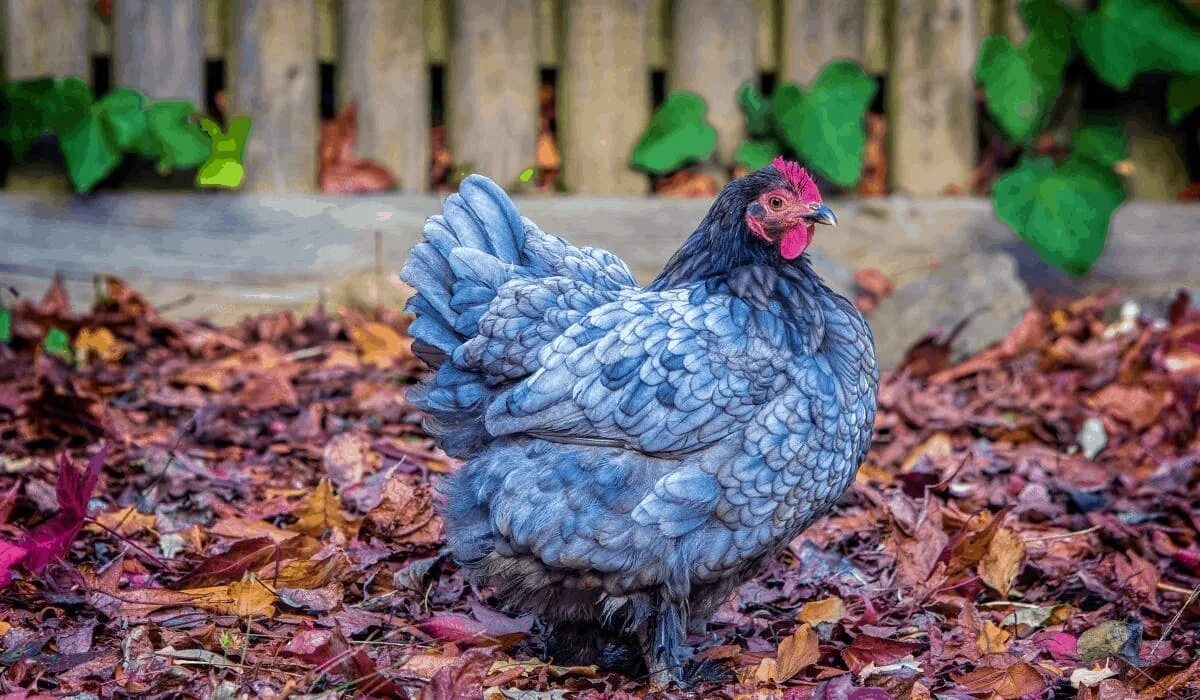 Chick blue. Сильвер блю куры. Куры сильвервуд блю. Куры сильвервуд блю. Птичка иконка.