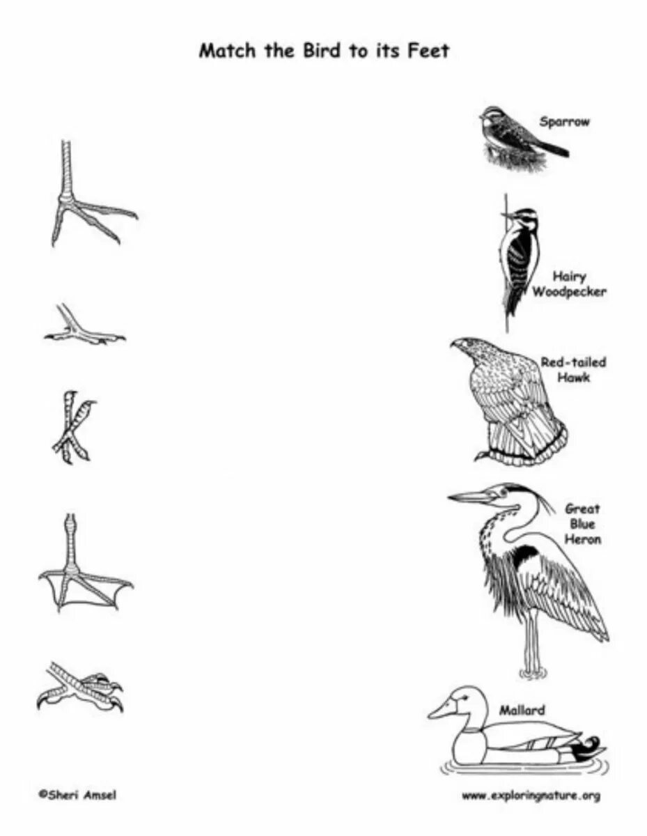 Birds задание. Перелетные птицы задания для дошкольников. Тема птицы на английском для детей. Птицы на английском языке задания. Экзотические птицы задания для дошкольников.