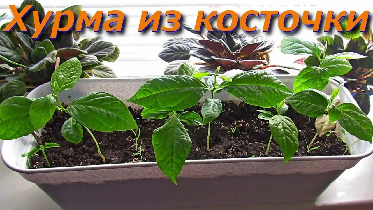 Хурма рассада. Хурма из косточки. Хурма на подоконнике из косточки. Саженец хурмы из косточки.