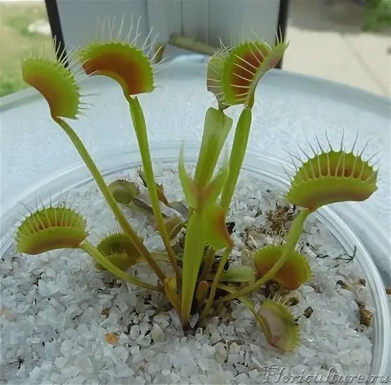 Carnivorous Plant Resource on Instagram: "Too good not to share: Dionaea muscipu