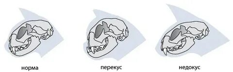 Моляры у кошек