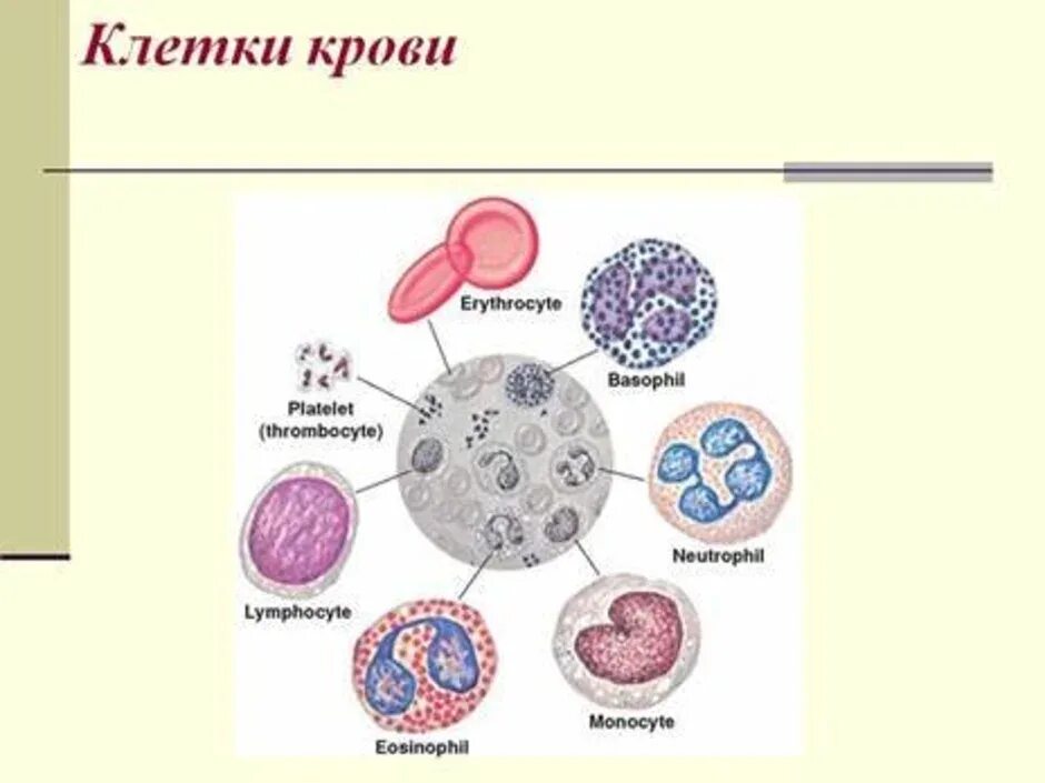Кровь строение рисунок. Строение клетки крови человека. Строение клеток крови рисунок. Клетки крови эритроциты лейкоциты тромбоциты рисунок. Из чего состоит клетка крови.