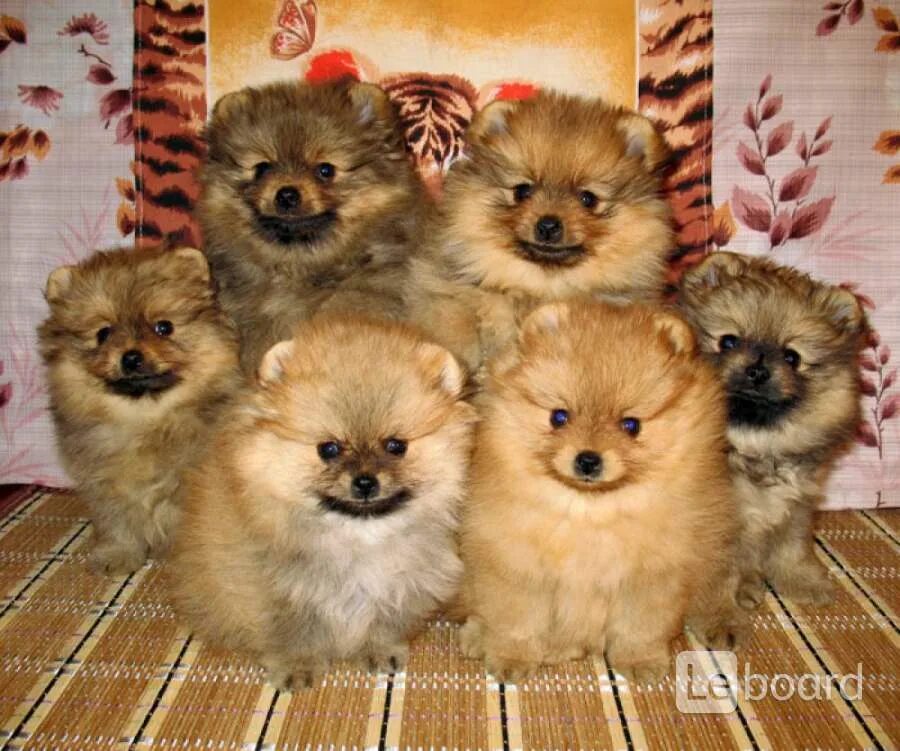 ❈ ❃ Alfa Girls ❃ ❈ on Pomeranian puppy, Cute pomeranian, Beautiful dogs