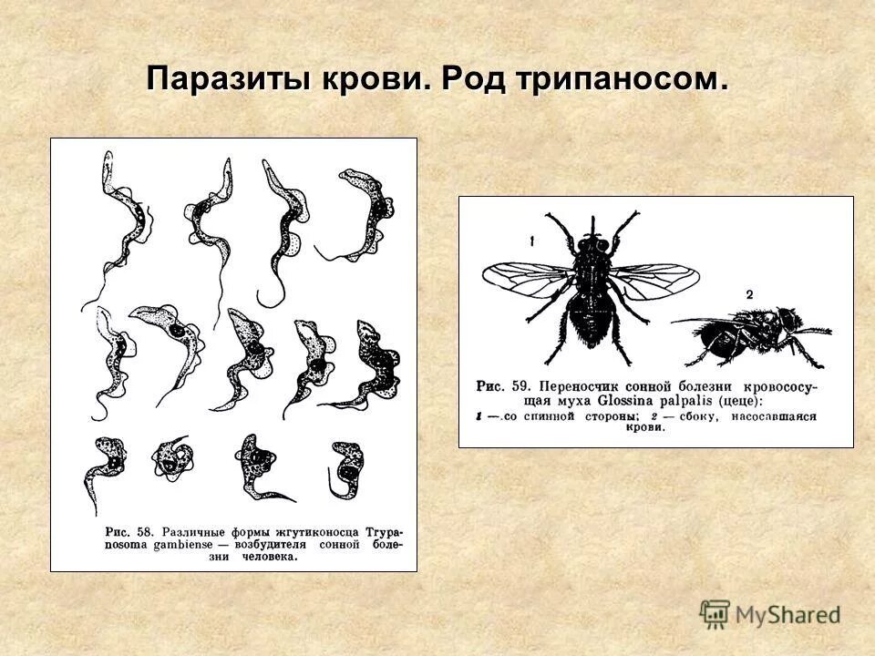 Сонная болезнь возбудитель трипаносома. Трипаносома жгутиконосец. Трипаносома переносчик. Переносчики ковида