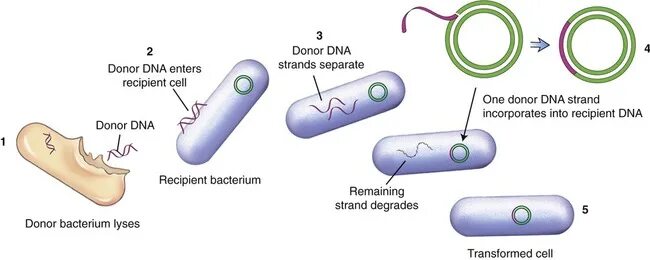 Донор днк. Трансформация бактерий. Процесс трансформации у бактерий. Этапы трансформации бактерий. Механизм трансформации бактерий.