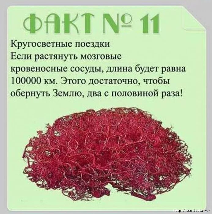 Факты про мозги. Интересные факты о мозге. Интересное про мозг. Интересные факты о головном мозге. Интересные факты о головном мозге человека.