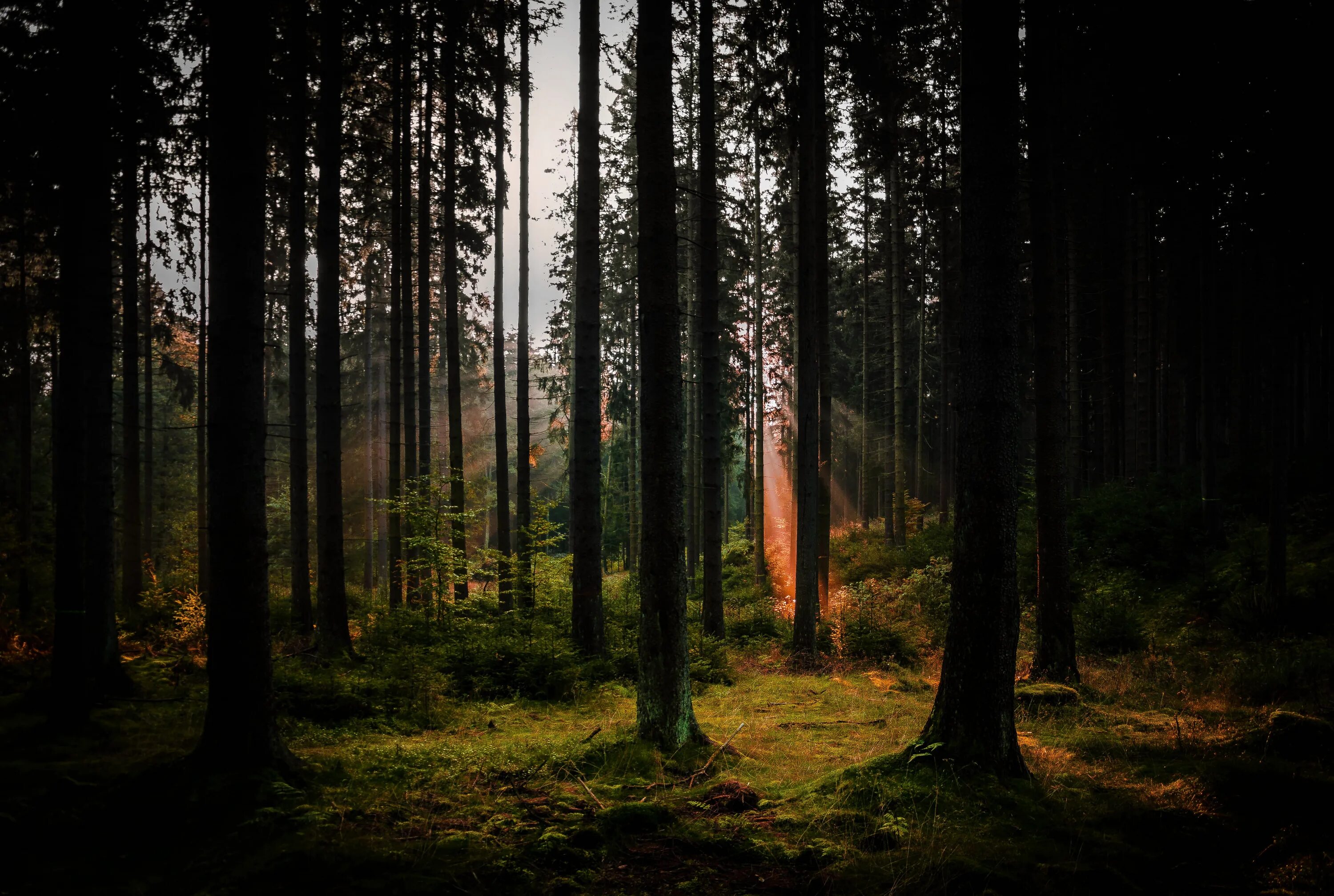 Forest 4 отзывы. Лес сосны туман. Coniferous forest. Заставка на рабочий стол лес. Лес сосны.