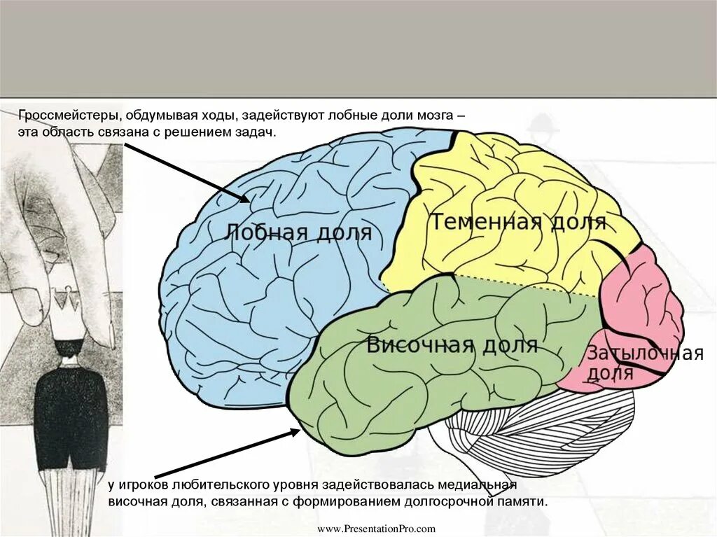 Какая зона в височной доле. Формирование лобных долей. Размер лобной доли мозга.