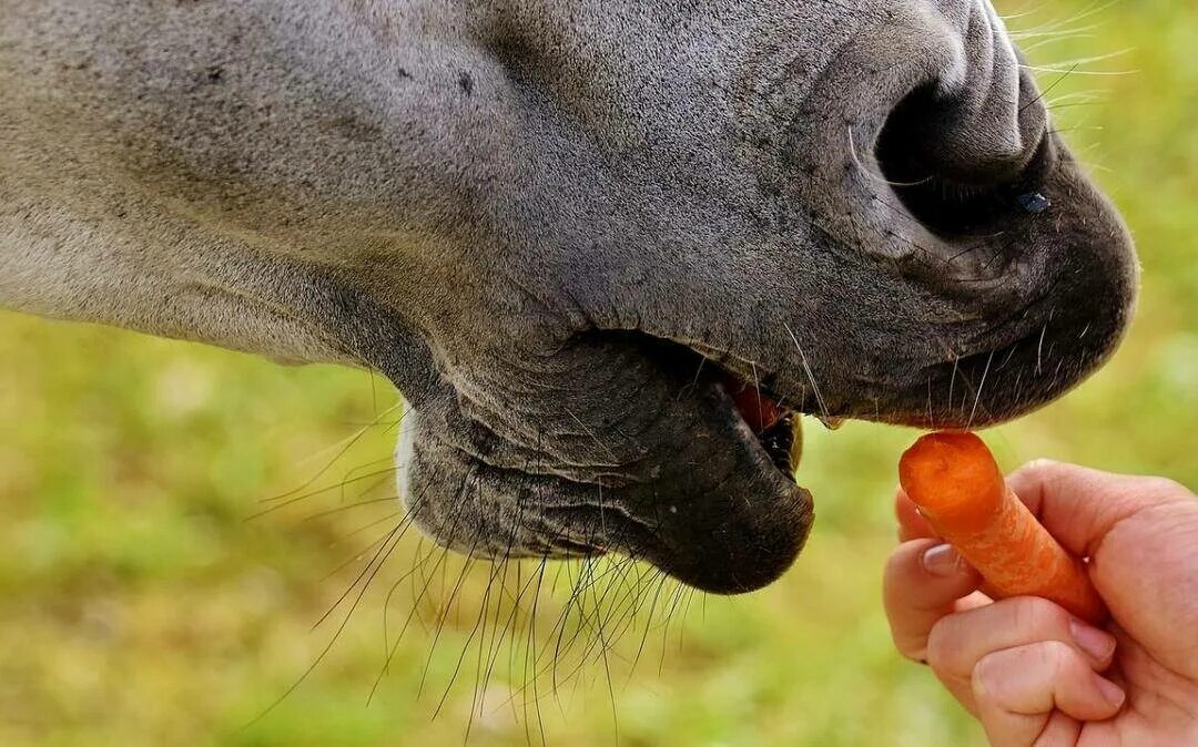 Жрешь как лошадь мужское. Что едят лошади. Лошадь ест морковку. Лошадь кушает. Лошадь ест морковь.