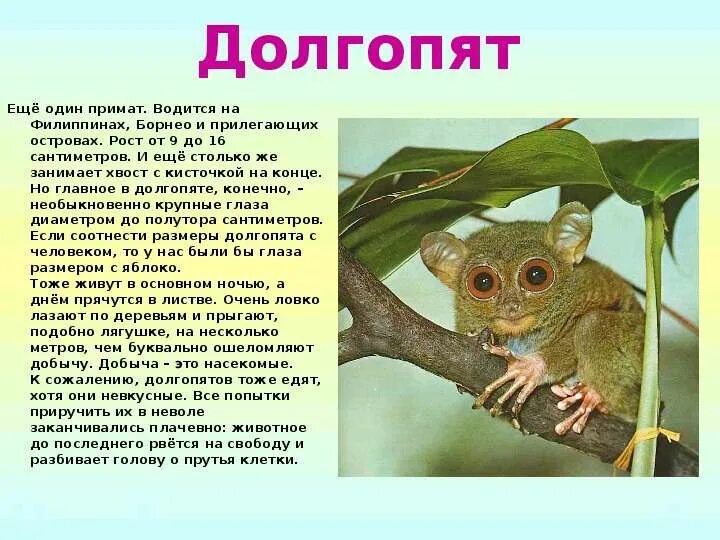 Долгопят читать. Филиппинский долгопят (Tarsius syrichta). Долгопят филиппинский описание. Долгопят филиппинский красная книга. Долгопяты приматы.