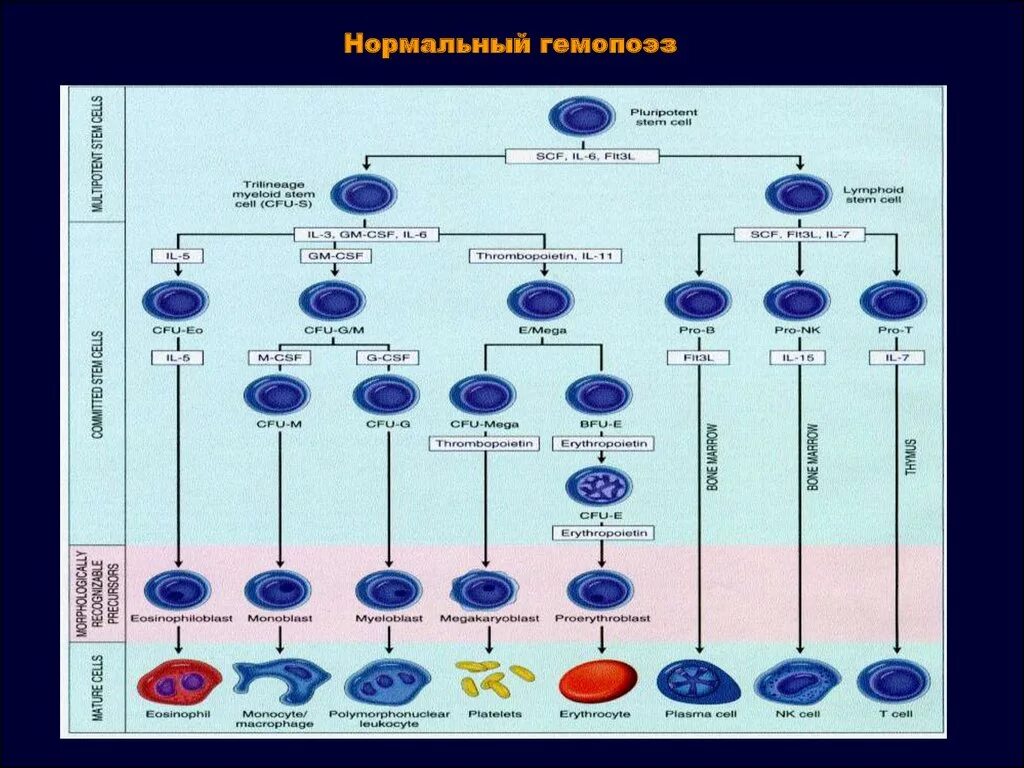 Гемопоэз человека. Схема гемопоэза гистология. Схема нормального кроветворения. Схема кроветворения иммунология. Схема гемопоэза упрощенная.