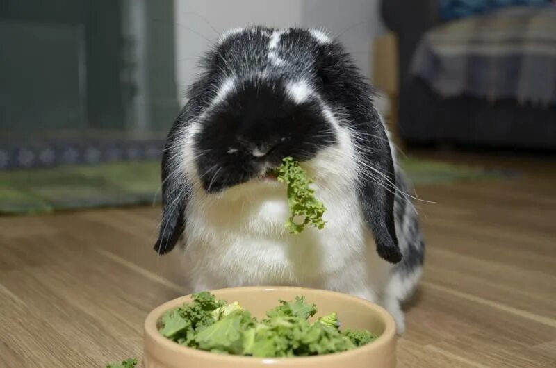Можно ли кроликам редиску. Еда для кроликов декоративных. Салат для декоративного кролика. Семечки кролик. Кролик ест салат.