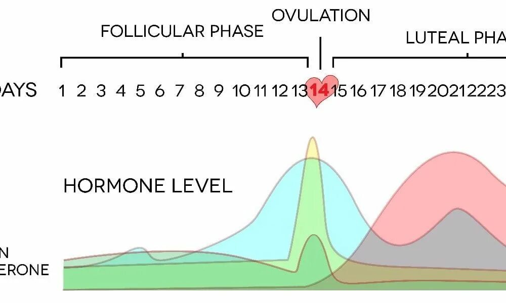Настроение в овуляцию. Фазы менструационного цикла фолликулярная лютеиновая. Фазы менструационного цикла и гормоны норма. Фолликулярная и лютеиновая фаза цикла. Прогестерон в фазы менструального цикла.