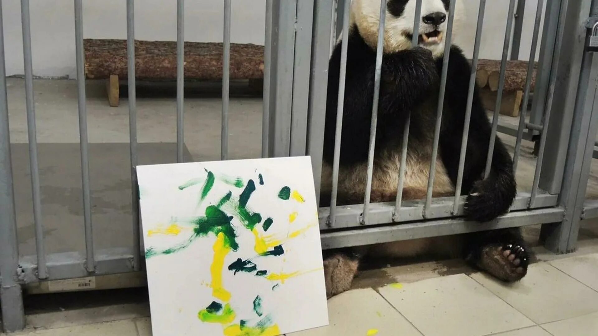 Панда жуи в Московском зоопарке. Московский зоопарк панды жуи и Диндин. Жуи и Диндин в Московском зоопарке. Панда жуи из Московского зоопарка. Зоопарк увидеть панду