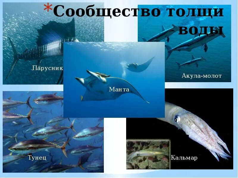 Обтекаемая форма тела. Обитатели водной толщи. Рыбы в море. Планктон нектон бентос. Активно плавающие организмы.