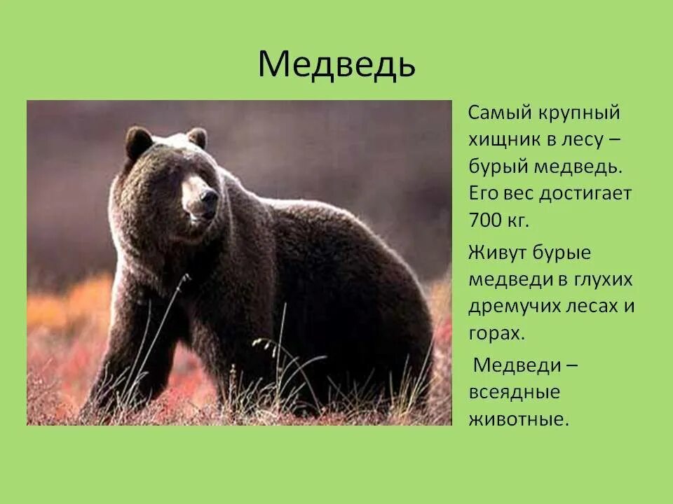 Медведь начало слова. Информация о медведе. Описание медведя. Описание медведя для детей. Бурый медведь характеристика.