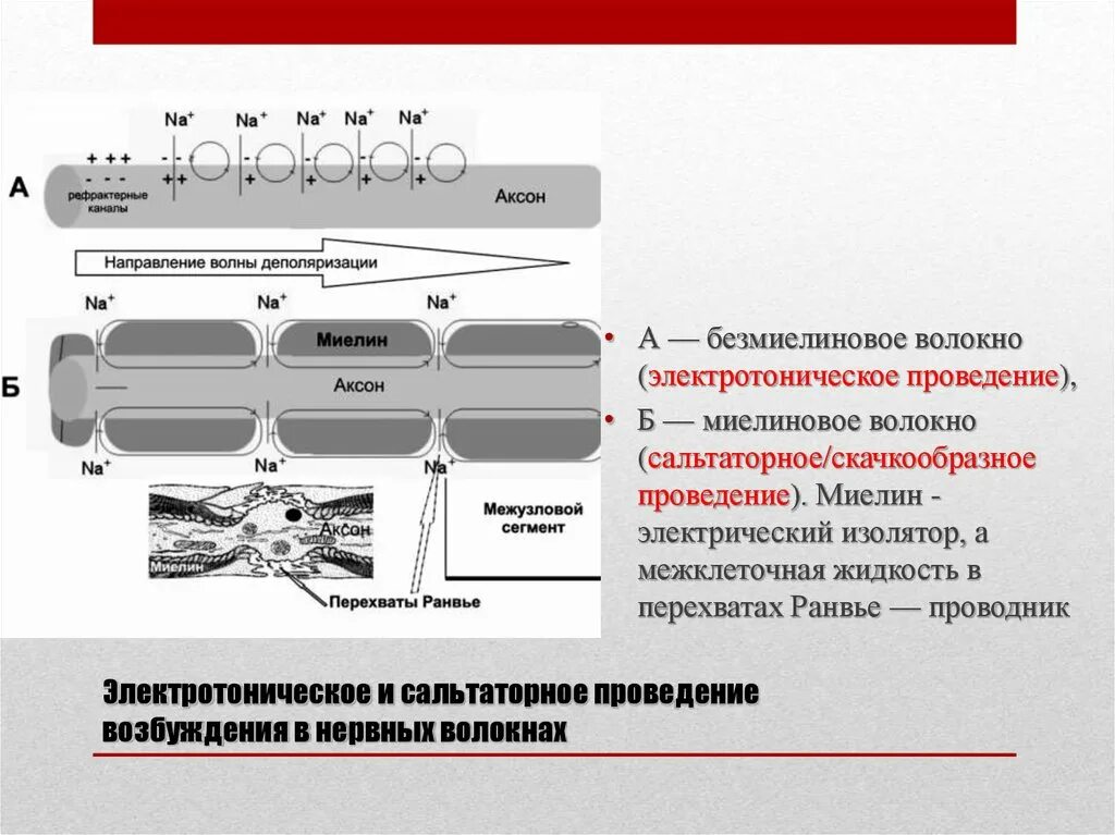 Механизм проведения возбуждения по миелиновым волокнам. Распространение возбуждения по миелиновым и безмиелиновым волокнам. Механизм проведения импульса нервного волокна. Механизм проведения возбуждения по безмиелиновому волокну. Передача пд