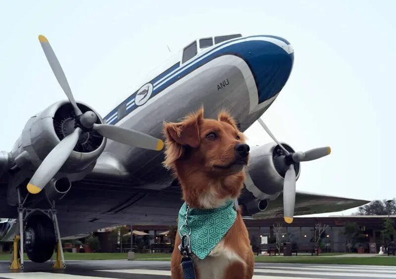 Собака в самолете. Авиаперевозка животных. Собака пилот. Собачка в самолете. Pet travel