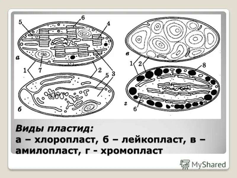 Формы пластид. Пластиды хлоропласты хромопласты лейкопласты. хлоропласты хромопласты лейкопласты. строение растительной клетки лейкопласты. строение хлоропласта лейкопласта и хромопласта.