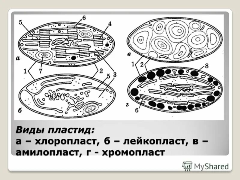 Зерна крахмала в хлоропластах. Пластиды хлоропласты хромопласты лейкопласты. Пластиды хлоропласты строение рисунок. Хлоропласты хромопласты лейкопласты. Строение хлоропласта ЕГЭ.