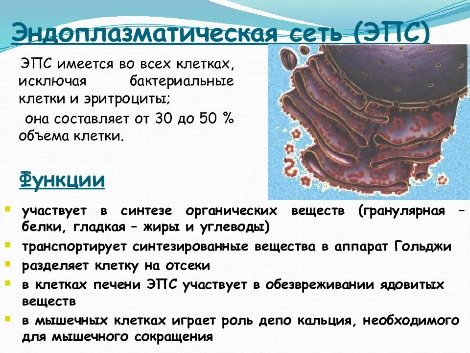 Эндоплазматическая сеть (ретикулум) строение и функции. Агранулярная эндоплазматическая сеть строение и функции. Шероховатая эндоплазматическая сеть строение и функции. Эпс строение и функции