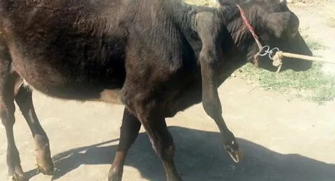 Qora ko