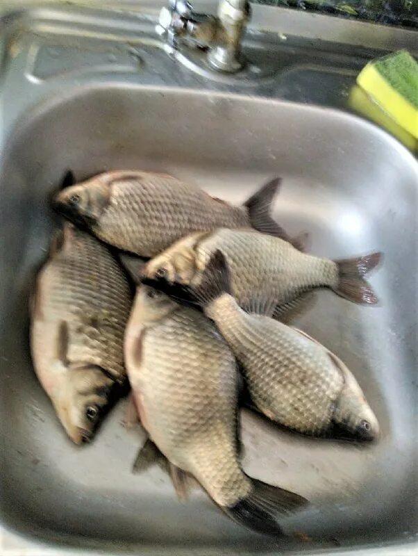 рыбаки шадринска