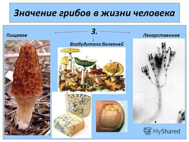 Тема многообразие и значение грибов. Грибы в жизни человека. Роль грибов в жизни человека. Грибы значение в жизни человека. Значение грибов в природе.