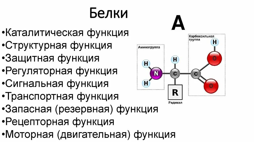 Функция структурная транспортная. Каталитическая функция белка. Каталитическая функция белков примеры. Белки каталитическая функция примеры. Функции белков структурная каталитическая.