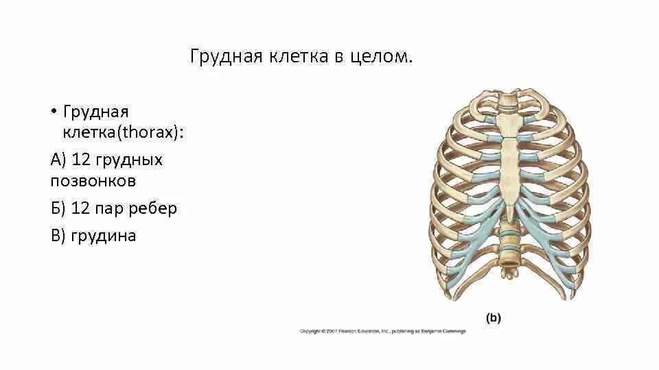 Соединение 8 9 10 ребер между собой. Соединение 8 9 10 ребер между собой