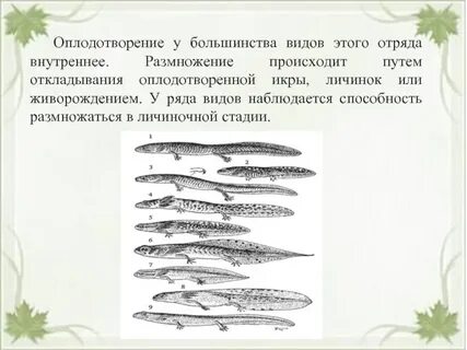 Оплодотворение внутреннее размножение на суше