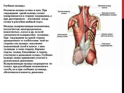 Мышцы участвующие в движении