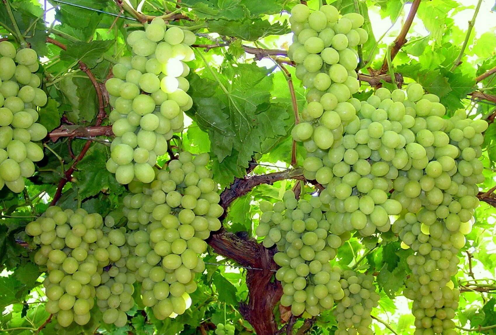 Кишмиш мечта. Кишмиш Супериор. Виноград Супериор. Superior seedless grape. Виноград кишмиш зеленый.