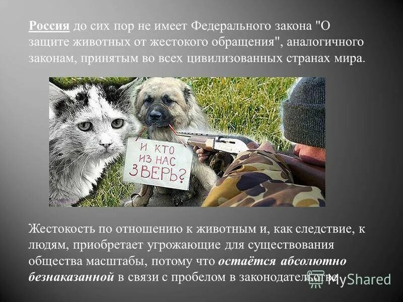 Пример отношения к животным. Обращение к животным. жестокое обращение с животными статья. памятка жестокое обращения с животными. статья о защите животных.