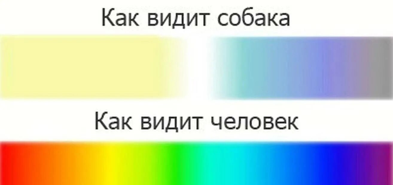 Как видят мир собаки. Как видят мир собаки. Как видят мир собаки. Как видят мир собаки. Как видят мир собаки.