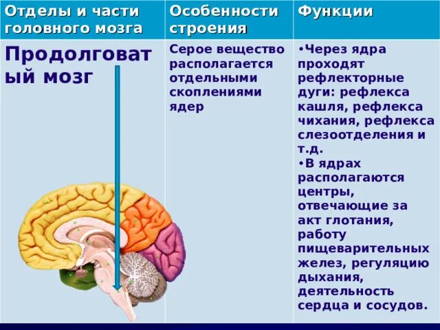 Рефлекторные функции отделов мозга. Серое вещество головного мозга функции. Особенности строения продолговатого мозга таблица. Передний мозг особенности строения и функции.