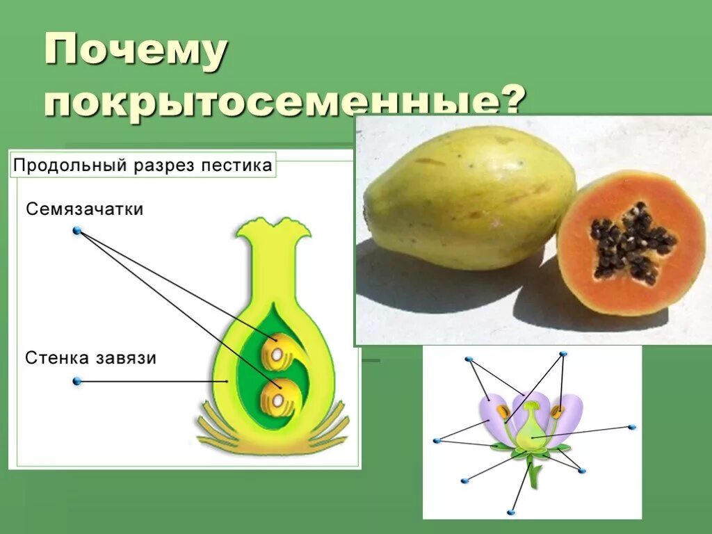 Функции покрытосеменных. Покрытосеменные презентация. Покрытосеменные биология. Покрытосеменные, или цветковые презентация. Покрытосеменные 6 класс.