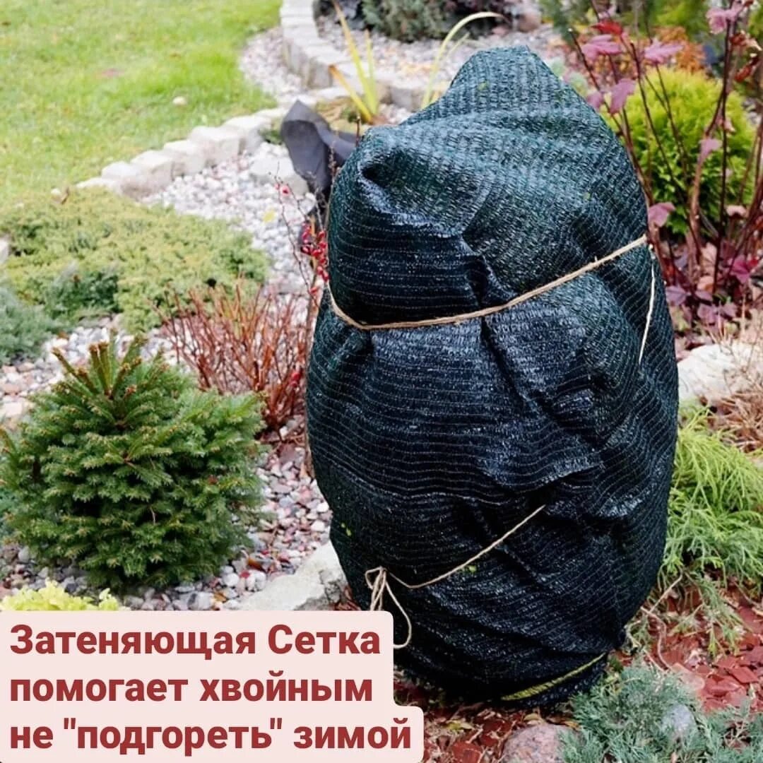 Как укутать тую на зиму. Укрытие хвойников геотекстилем. зимнее укрытие туи. укрытие туи мешковиной. укрытие хвойных на зиму.