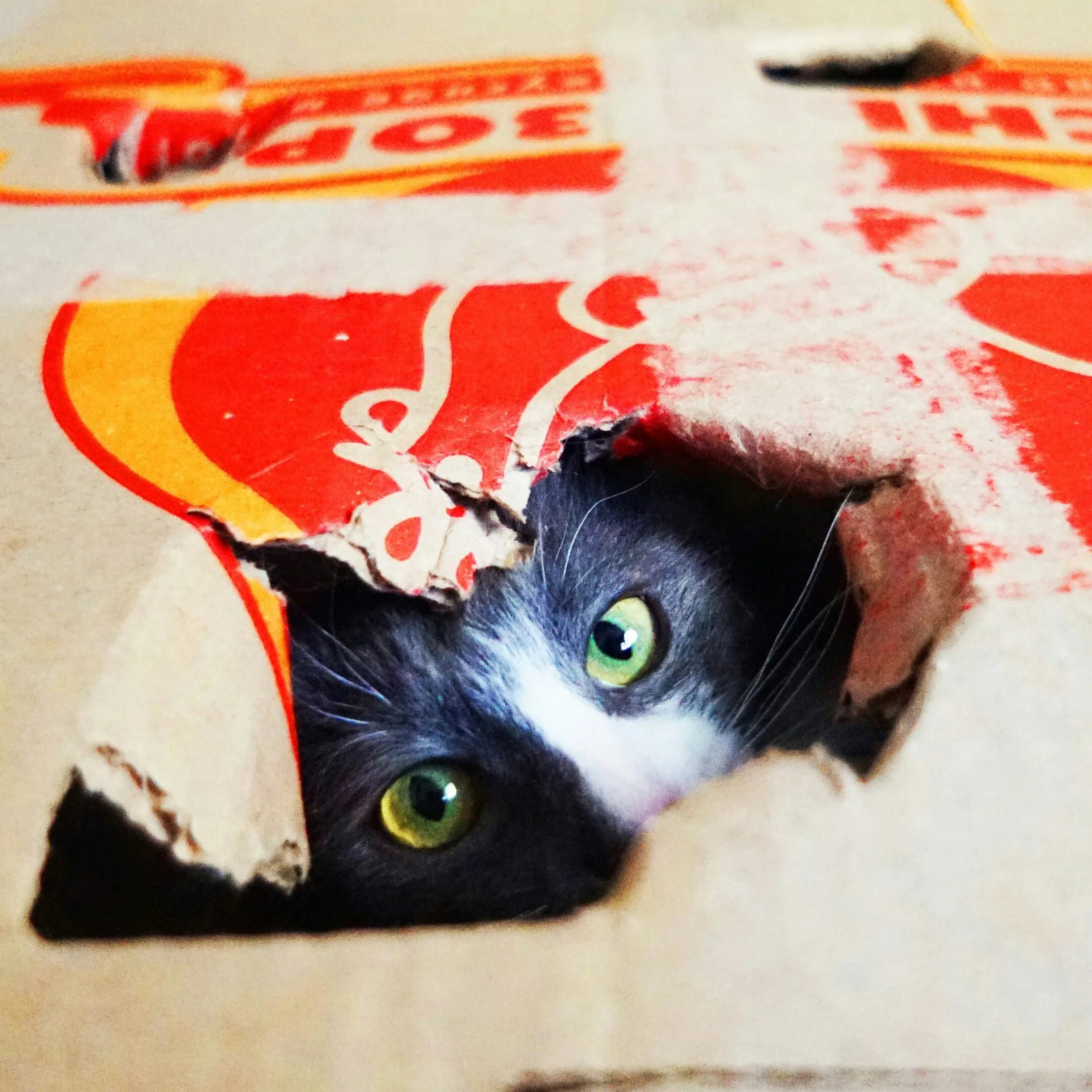 Покажи нам котов. Котики алиса котики. Котиков алиса. Котят алиса покажи котят. Кошка алиса конкурс.