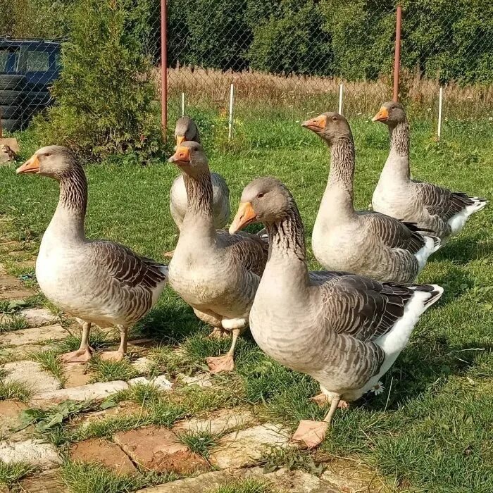 Гуси датский легард крупный. Важный гусь картинки. 30 гусей. Дети пасут гусей. Гусиный фестиваль подворья.