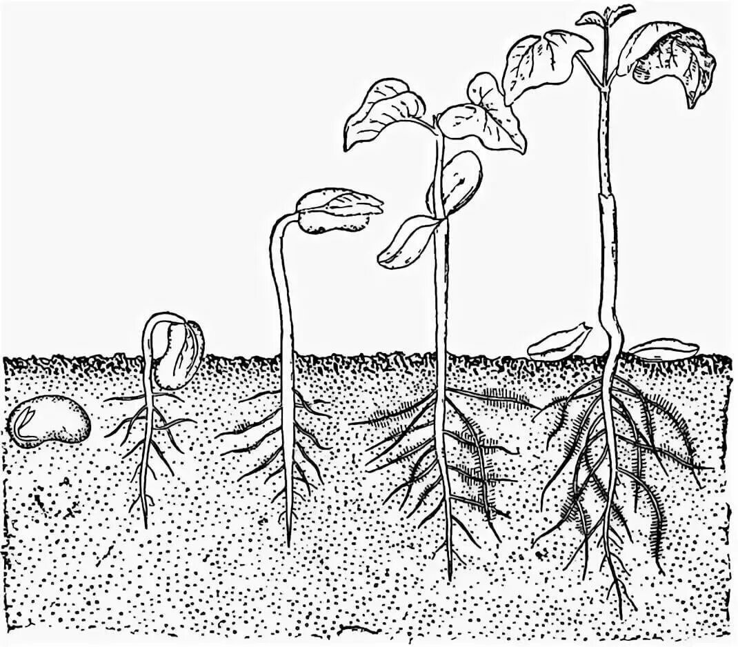 Прорастание семян фасоли. Цикл прорастания фасоли. Рисунок прорастания семян фасоли. Рисование прорастание семян.
