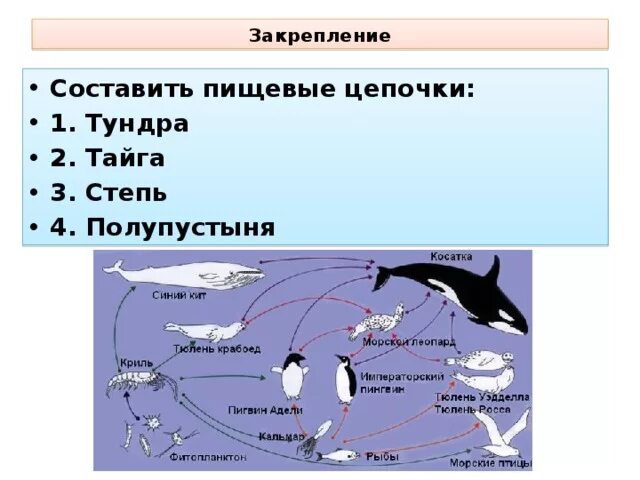 Пищевая цепочка тундры 4 класс. Пищевая цепь тундры. Цепь питания в тундре 4 класс. Пищевая цепочка лесотундры.