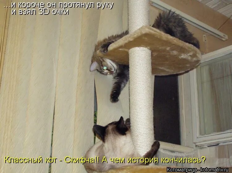 песня классный кот. песня классный кот. песня про кота. якот. 8 августа всемирный день кошек свежие фото.