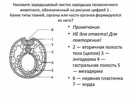 3 слоя зародыша