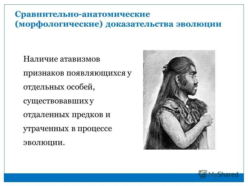 Сравнительно анатомические доказательства эволюции. Сравнительно анатомические доказательства эволюции
