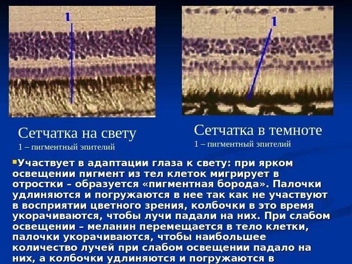 Сетчатка в тени препарат гистология. Пигментный эпителий сетчатки глаза. Строение сетчатки гистология. Гистологические слои сетчатки.