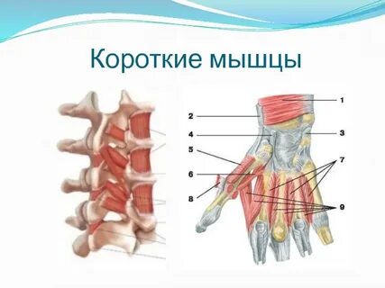 Мышцы длинные широкие короткие