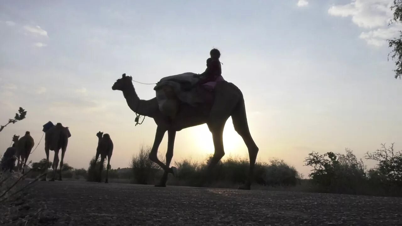 Караван Music. Camel walk движение. Фотопремия игра теней Верблюды. Сергеев караван