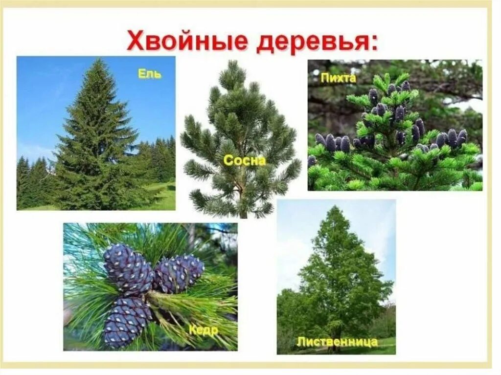Сосна пихта ольха лиственница. Ель пихта сосна кедр лиственница. Ель сосна Кедровая сосна пихта лиственница. Кедр ель сосна лиственница. Ель сосна пихта.