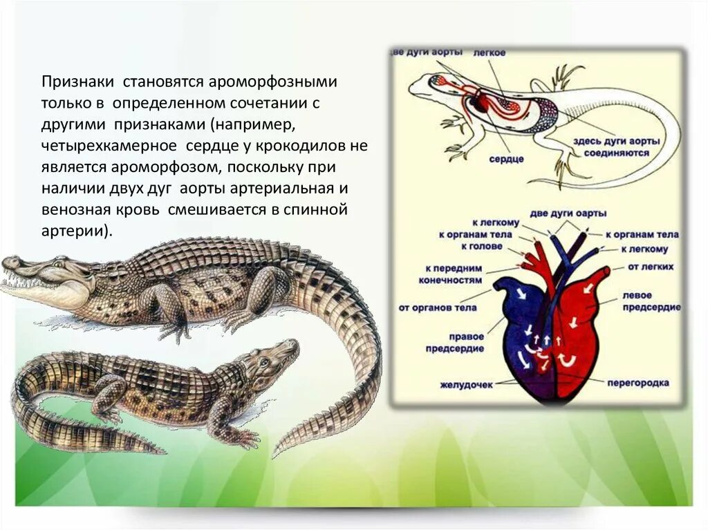 Сердце крокодила. Ароморфозы земноводных. Сердце крокодилов. Ароморфозы крокодила.